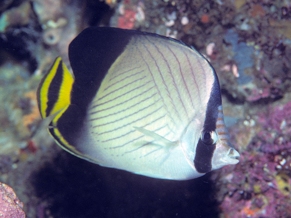 Chaetodon decussatus (Pesce farfalla dello Sri Lanka)